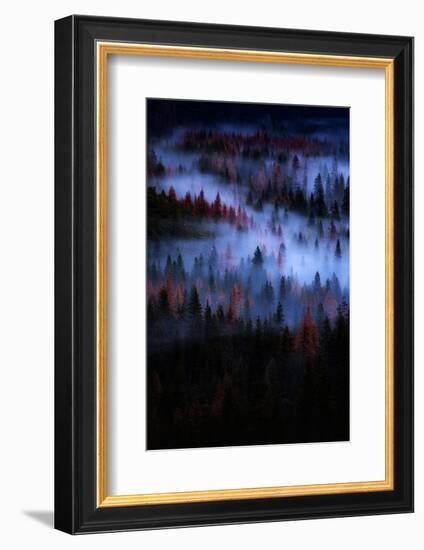 Mesmer Portrait Fog & Light Trees Sark Yosemite Winter Storm Valley-Vincent James-Framed Photographic Print