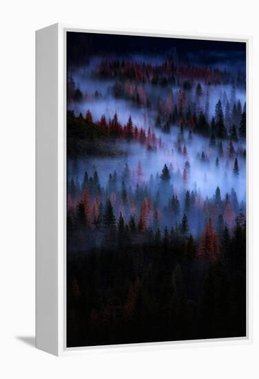 Mesmer Portrait Fog & Light Trees Sark Yosemite Winter Storm Valley-Vincent James-Framed Premier Image Canvas