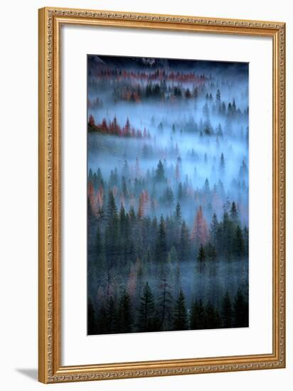 Mesmerizing Fog and Trees, Yosemite Valley, National Parks, California-Vincent James-Framed Photographic Print