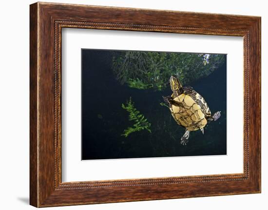 Mesoamerican Slider Turtle - Terrapin (Trachemys Scripta Venusta) in Sinkhole-Claudio Contreras-Framed Photographic Print