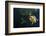 Mesoamerican Slider Turtle - Terrapin (Trachemys Scripta Venusta) in Sinkhole-Claudio Contreras-Framed Photographic Print