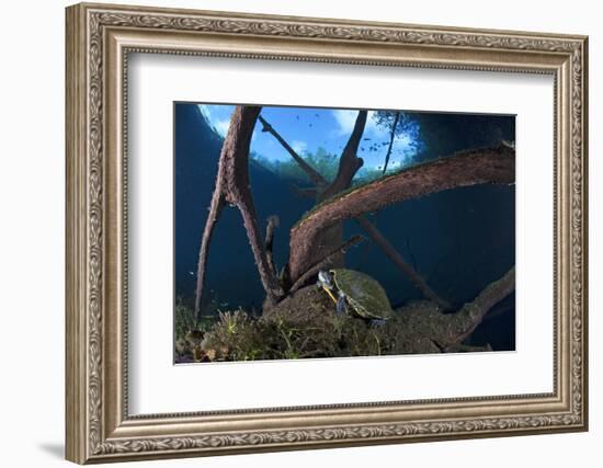 Mesoamerican Slider Turtle - Terrapin (Trachemys Scripta Venusta) in Sinkhole-Claudio Contreras-Framed Photographic Print