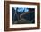 Mesoamerican Slider Turtle - Terrapin (Trachemys Scripta Venusta) in Sinkhole-Claudio Contreras-Framed Photographic Print