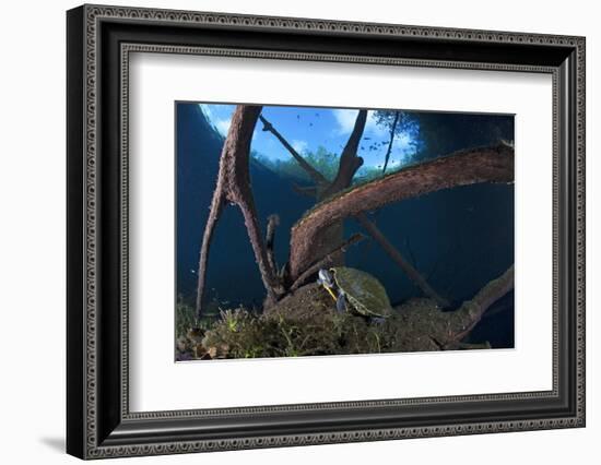 Mesoamerican Slider Turtle - Terrapin (Trachemys Scripta Venusta) in Sinkhole-Claudio Contreras-Framed Photographic Print