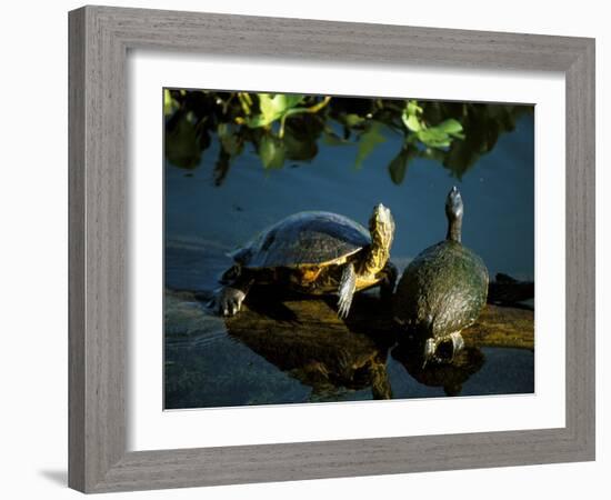 Mesoamerican Slider Turtles, River Chagres, Soberania Forest National Park, Panama-Sergio Pitamitz-Framed Photographic Print