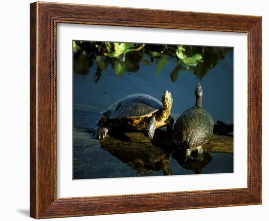 Mesoamerican Slider Turtles, River Chagres, Soberania Forest National Park, Panama-Sergio Pitamitz-Framed Photographic Print