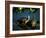 Mesoamerican Slider Turtles, River Chagres, Soberania Forest National Park, Panama-Sergio Pitamitz-Framed Photographic Print