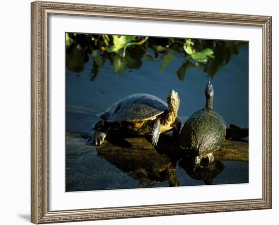 Mesoamerican Slider Turtles, River Chagres, Soberania Forest National Park, Panama-Sergio Pitamitz-Framed Photographic Print