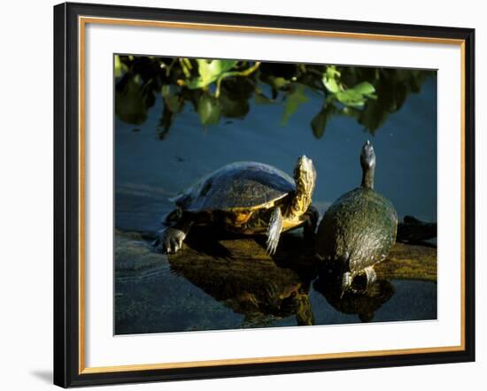 Mesoamerican Slider Turtles, River Chagres, Soberania Forest National Park, Panama-Sergio Pitamitz-Framed Photographic Print