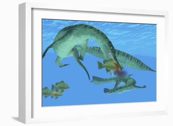 Mesosaurus Attacks a Mangrove Red Snapper Fish-Stocktrek Images-Framed Art Print