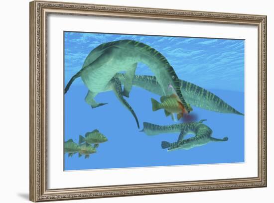 Mesosaurus Attacks a Mangrove Red Snapper Fish-Stocktrek Images-Framed Art Print