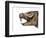 Mesotherium-null-Framed Photographic Print