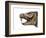 Mesotherium-null-Framed Photographic Print