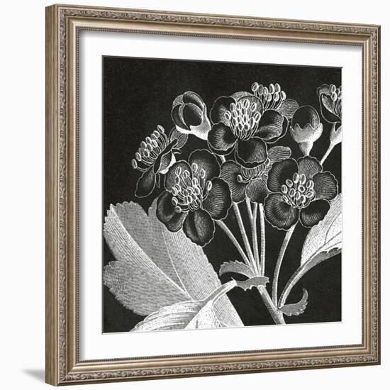 Mespilus Dxyacantha-Thea Schrack-Framed Giclee Print