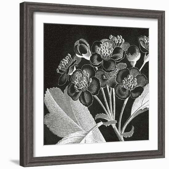 Mespilus Dxyacantha-Thea Schrack-Framed Giclee Print