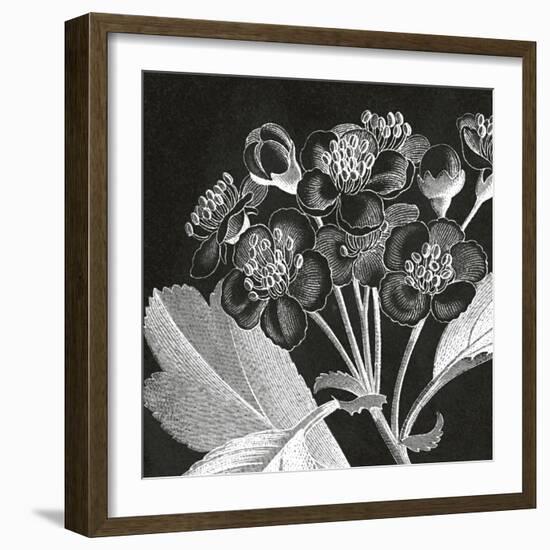 Mespilus Dxyacantha-Thea Schrack-Framed Giclee Print