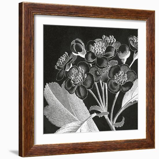 Mespilus Dxyacantha-Thea Schrack-Framed Giclee Print