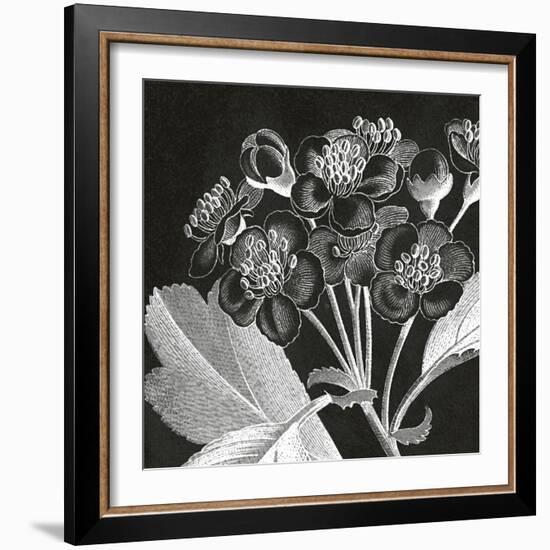 Mespilus Dxyacantha-Thea Schrack-Framed Giclee Print