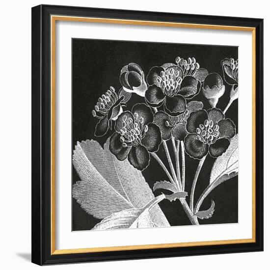 Mespilus Dxyacantha-Thea Schrack-Framed Giclee Print