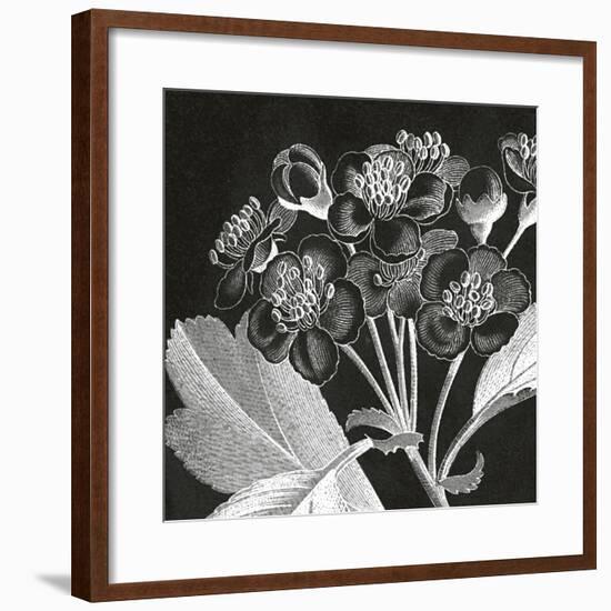 Mespilus Dxyacantha-Thea Schrack-Framed Premium Giclee Print