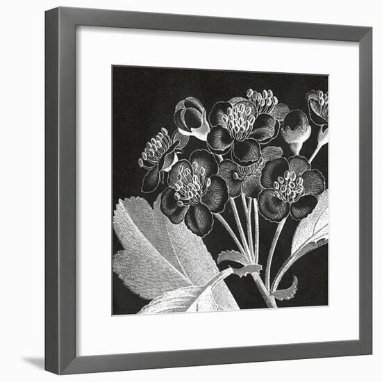 Mespilus Dxyacantha-Thea Schrack-Framed Premium Giclee Print