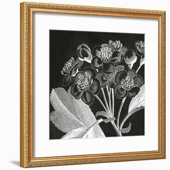 Mespilus Dxyacantha-Thea Schrack-Framed Premium Giclee Print