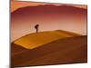 Mesquite Flat Dunes at Death Vakkey National Park-Gleb Tarro-Mounted Photographic Print