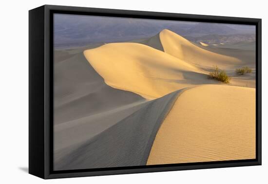 Mesquite Flat Sand Dunes at Dawn, Death Valley, California-Rob Sheppard-Framed Premier Image Canvas