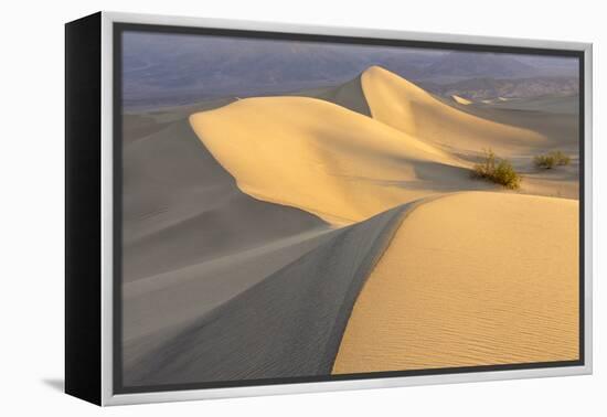 Mesquite Flat Sand Dunes at Dawn, Death Valley, California-Rob Sheppard-Framed Premier Image Canvas