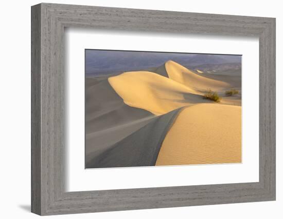 Mesquite Flat Sand Dunes at Dawn, Death Valley, California-Rob Sheppard-Framed Photographic Print