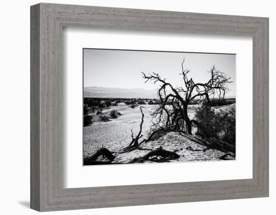 Mesquite Flat Sans Dunes - Stovepipe wells village - Death Valley National Park - California - USA -Philippe Hugonnard-Framed Photographic Print