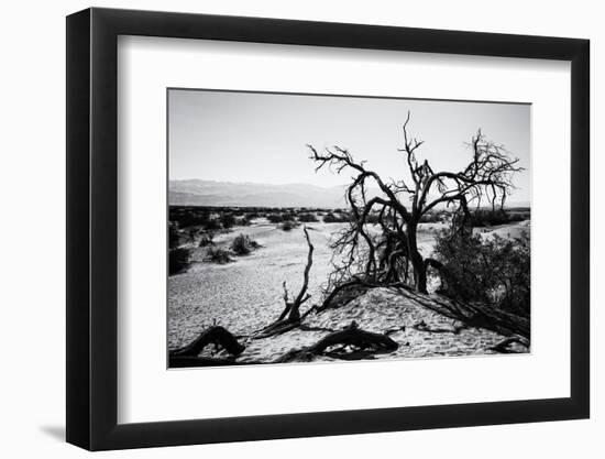 Mesquite Flat Sans Dunes - Stovepipe wells village - Death Valley National Park - California - USA -Philippe Hugonnard-Framed Photographic Print