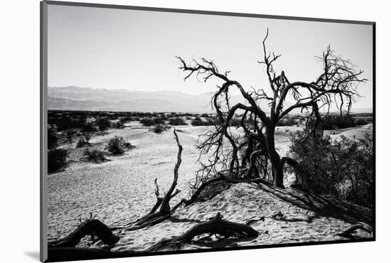 Mesquite Flat Sans Dunes - Stovepipe wells village - Death Valley National Park - California - USA -Philippe Hugonnard-Mounted Photographic Print