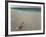 Message in a Bottle on a Tropical Beach, Kuramathi Island, Ari Atoll, Maldives, Indian Ocean, Asia-Angelo Cavalli-Framed Photographic Print