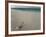 Message in a Bottle on a Tropical Beach, Kuramathi Island, Ari Atoll, Maldives, Indian Ocean, Asia-Angelo Cavalli-Framed Photographic Print