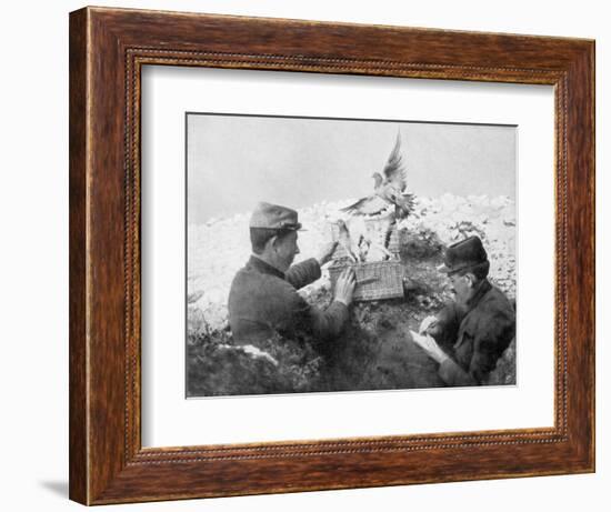 Messenger Pigeons Being Released at the Front Line, World War I, 1915-null-Framed Giclee Print