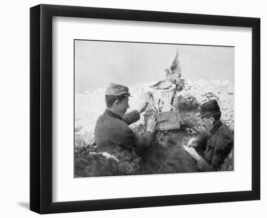 Messenger Pigeons Being Released at the Front Line, World War I, 1915-null-Framed Giclee Print