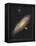 Messier 31, the Andromeda Galaxy-null-Framed Premier Image Canvas