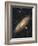 Messier 31, the Andromeda Galaxy-null-Framed Photographic Print