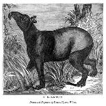 Indian Tapir, 1843-Messrs Sly and Wilson-Giclee Print
