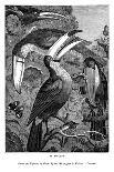 Toucans, C1770-1820-Messrs Sly and Wilson-Giclee Print
