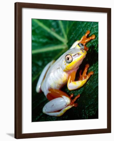 Metallic Reed Frog, Native to Madagascar-David Northcott-Framed Photographic Print