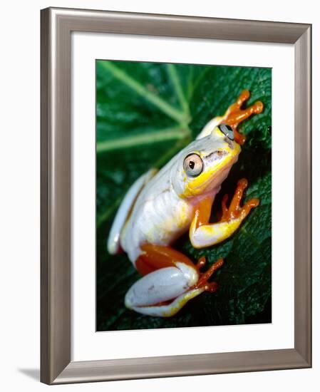 Metallic Reed Frog, Native to Madagascar-David Northcott-Framed Photographic Print