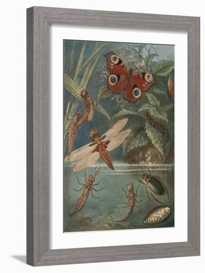 Metamorphoses, Life Cycle of Insects-Science Source-Framed Giclee Print