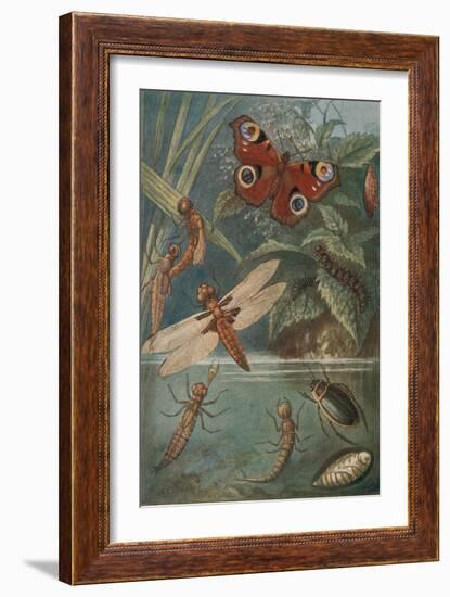 Metamorphoses, Life Cycle of Insects-Science Source-Framed Giclee Print