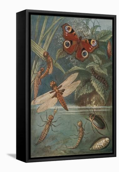 Metamorphoses, Life Cycle of Insects-Science Source-Framed Premier Image Canvas