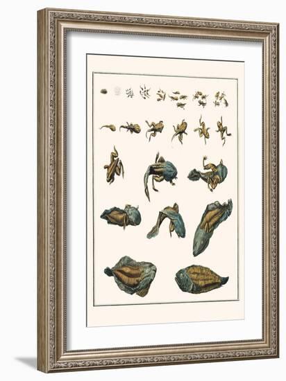 Metamorphosis of Frogs into Toads-Albertus Seba-Framed Art Print