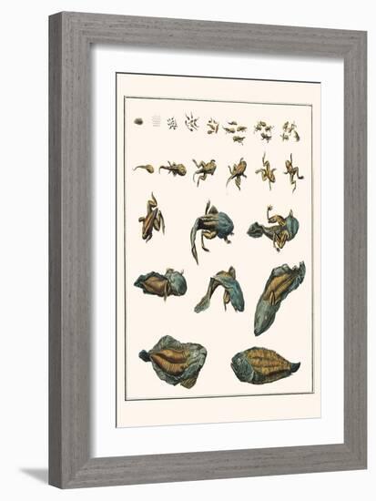 Metamorphosis of Frogs into Toads-Albertus Seba-Framed Art Print