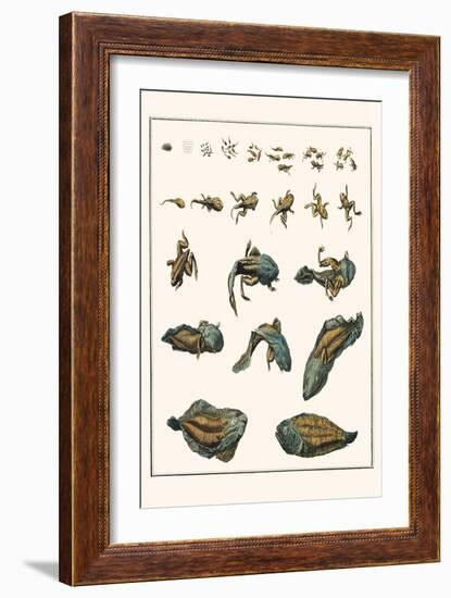 Metamorphosis of Frogs into Toads-Albertus Seba-Framed Art Print