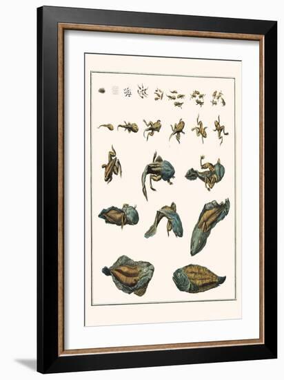 Metamorphosis of Frogs into Toads-Albertus Seba-Framed Art Print